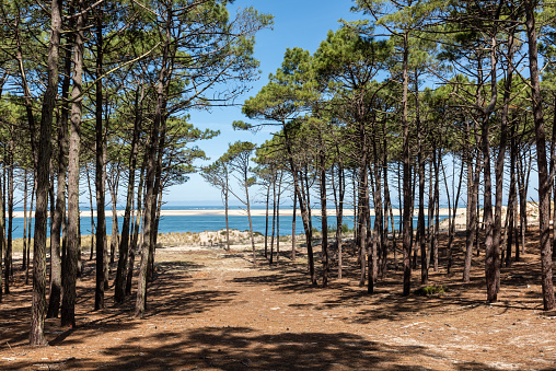 Forêt et mer des Landes