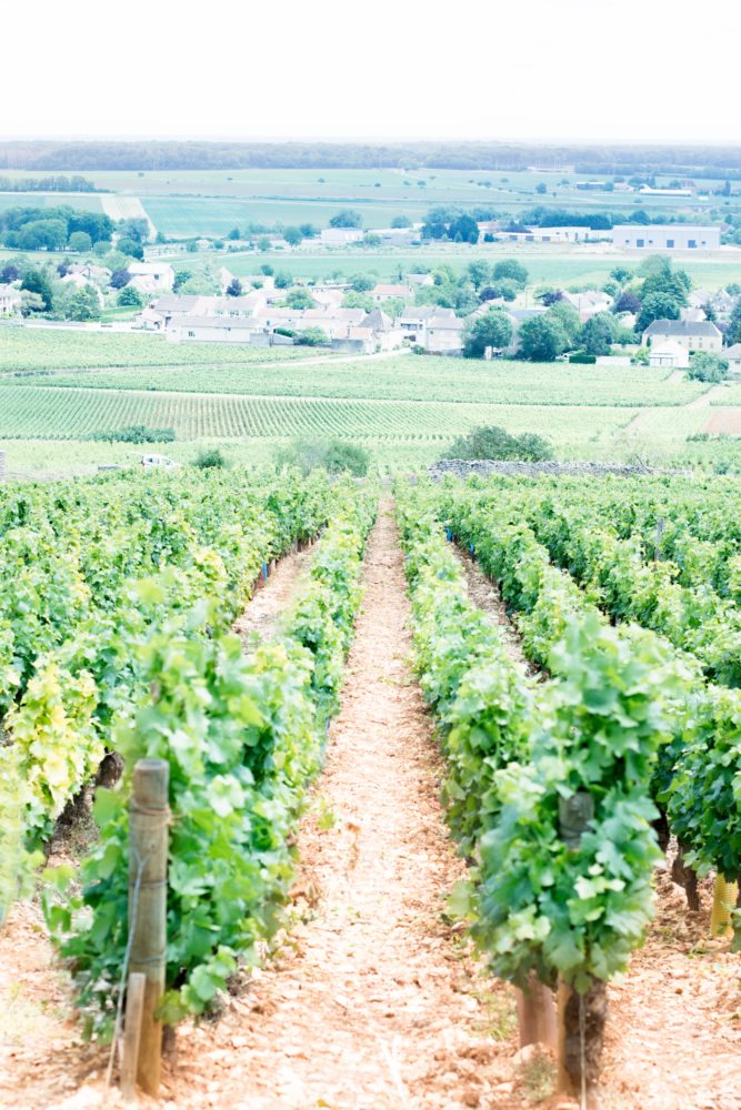 Photographie vignes Bourgogne