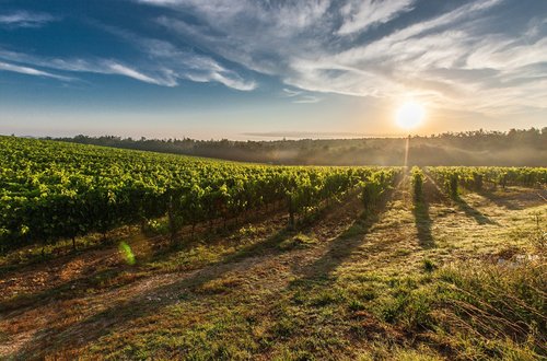 Les vignes