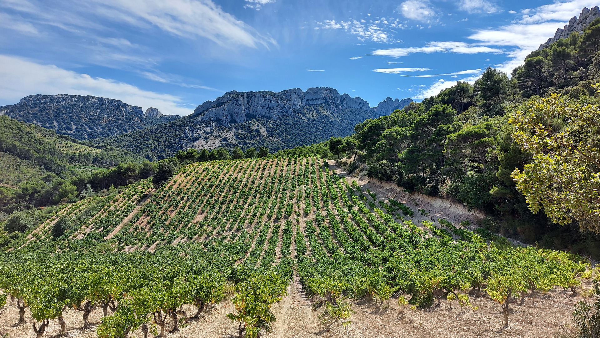 Les Dentelles de Montmirail