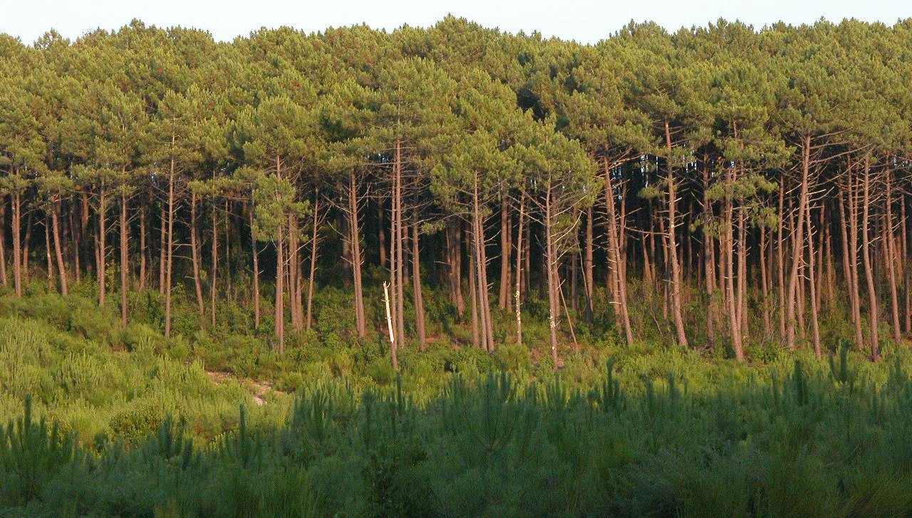 Forêt dans les Landes